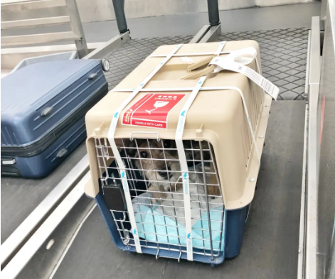 巴彦淖尔宠物托运 宠物托运公司 机场宠物托运 宠物空运